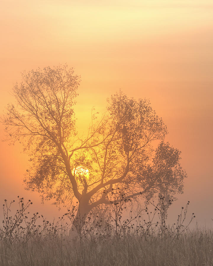 Foggy Sunrise -04 Photograph by Rob Graham