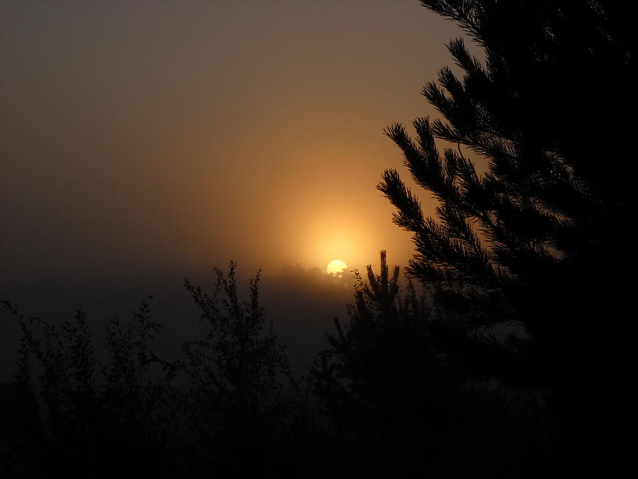 Foggy Sunrise Behind Trees Photograph by Kent Lorentzen