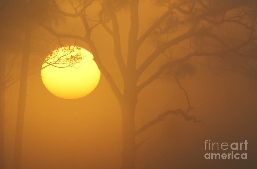 Foggy Sunrise Photograph by Clarence Holmes