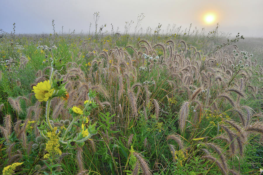 Foggy Sunrise On Praire Of Foxtail Grasses And Sunflowers Photograph