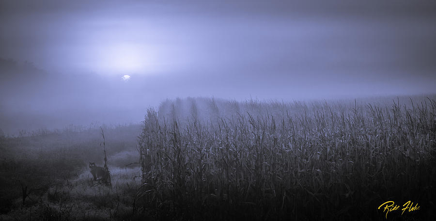 Foggy Sunrise over MN Cornfields Photograph by Rikk Flohr