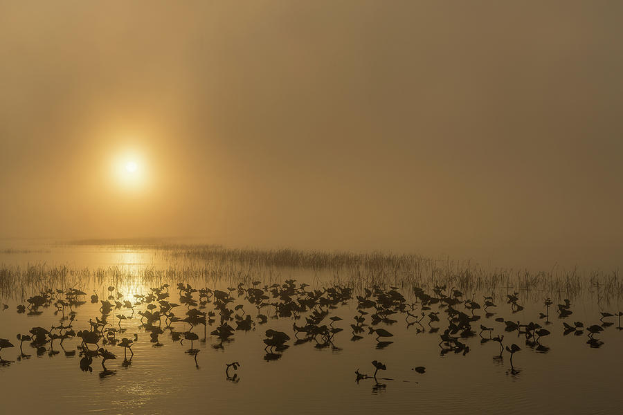 Foggy Sunrise Photograph by Randall Evans