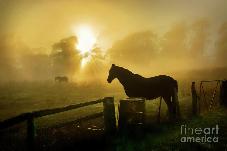 Foggy Sunrise with Horses Photograph by Stuart Row
