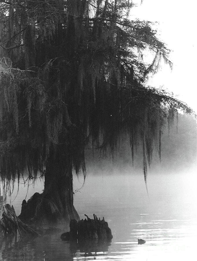 Foggy Swamps Photograph by Joy Tudor
