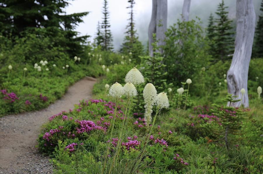 Foggy trail amongst beargrass Photograph by Lynn Hopwood