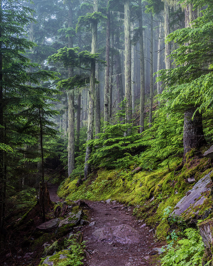 Foggy Trail with Moss Covered Trees Photograph by Kelly VanDellen