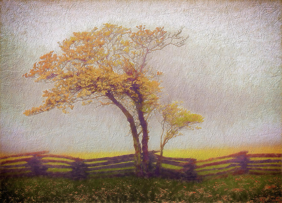 Foggy Tree and Fence in the Blue Ridge AP Digital Art by Dan Carmichael
