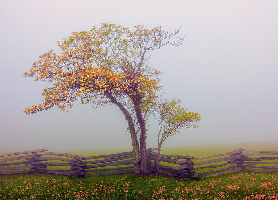 Foggy Tree and Fence in the Blue Ridge Photograph by Dan Carmichael