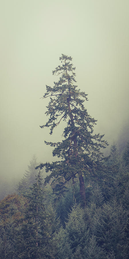 Foggy Tree Photograph by Catherine Avilez