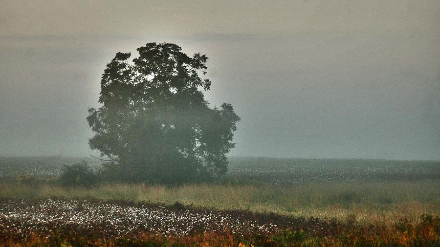 Foggy Tree in the Field Digital Art by Michael Thomas