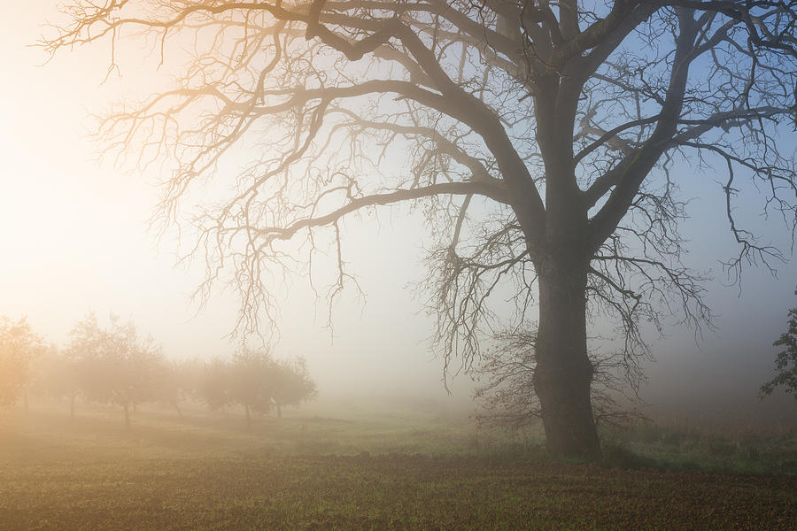 Foggy tree landscape Photograph by Nickolay Khoroshkov - Fine Art America