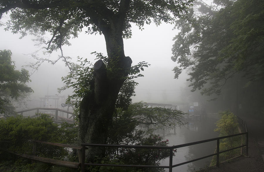 Foggy Tree Photograph by Masami Iida