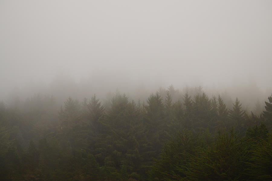Foggy Treeline Photograph by Beth Collins
