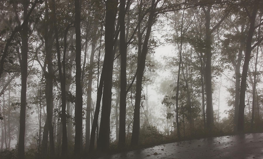 Foggy Trees by Angel Sharum Foggy Trees by Angel Sharum