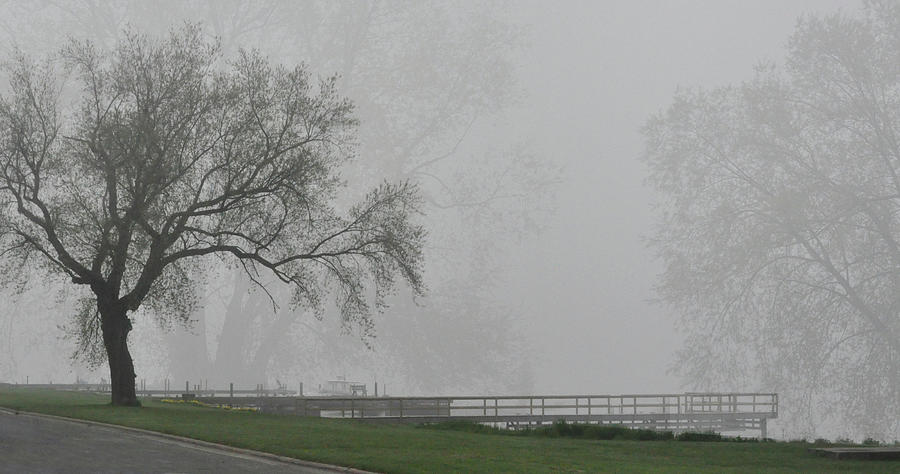 Foggy Trees By The Bay Photograph by Tim Nyberg