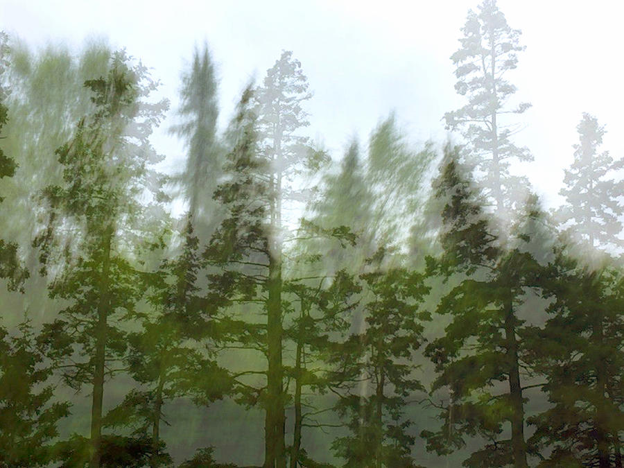Foggy Trees in Maine Photograph by Tasha ONeill