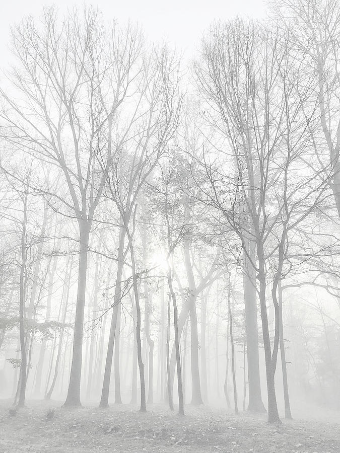 Foggy Trees Photograph by Karen Smale