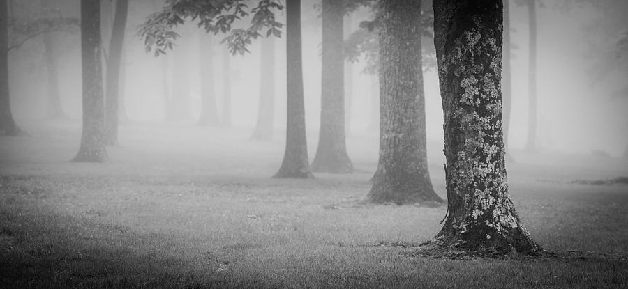 Foggy Trees Pano - bw Photograph by Joye Ardyn Durham