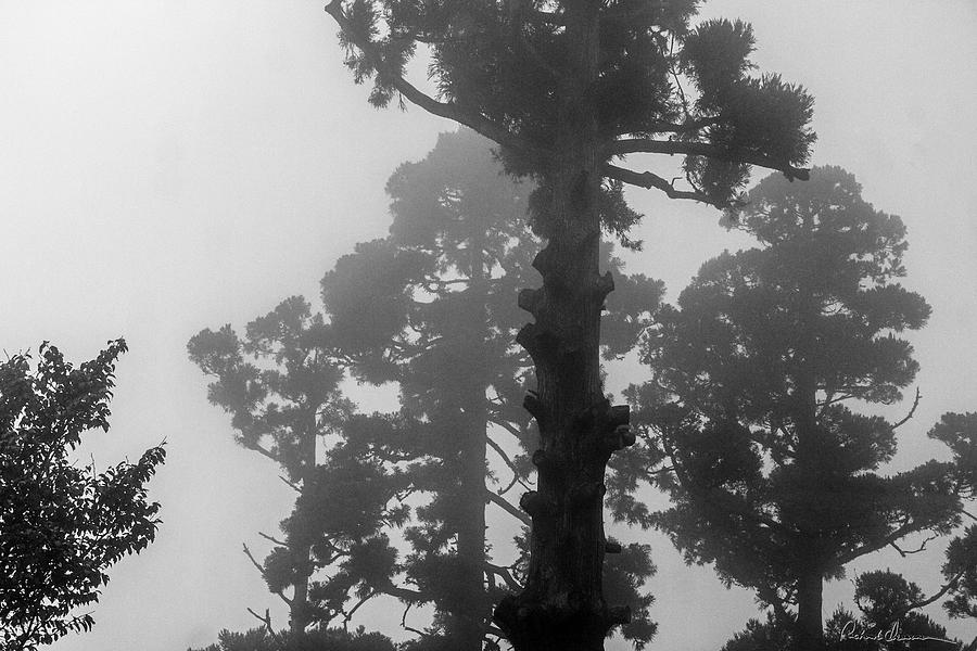 Foggy Trees Photograph by Rich Isaacman