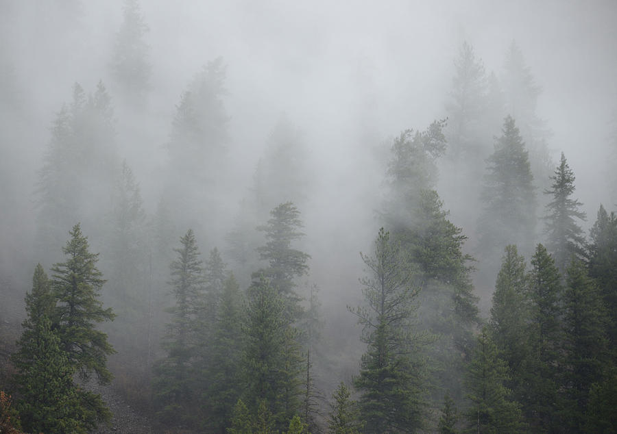 Foggy Trees Photograph by Whispering Peaks Photography