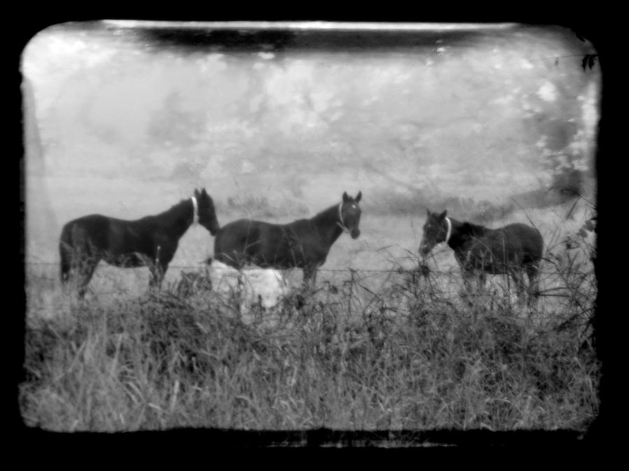 Horse trio in morning fog Photograph by Toni Hopper