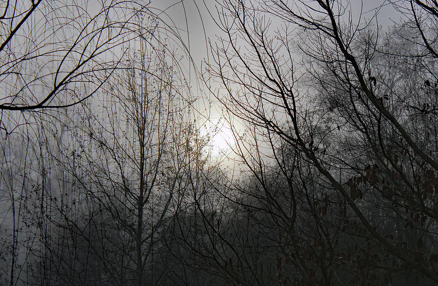 Foggy Twilight Morning Thru Trees Photograph by DB Hayes