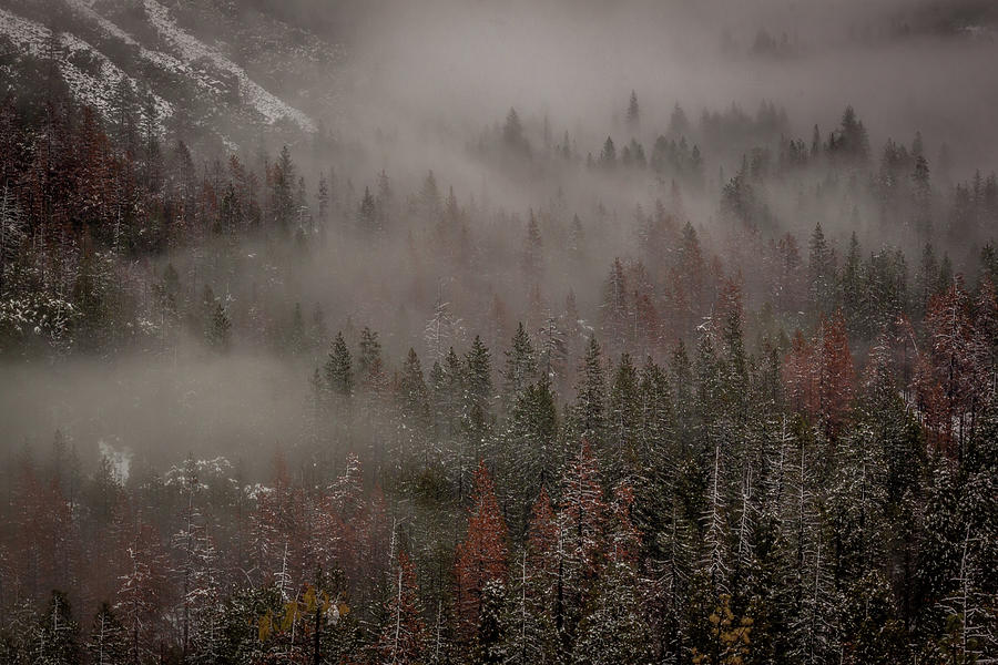 Foggy Valley Photograph by David Barile
