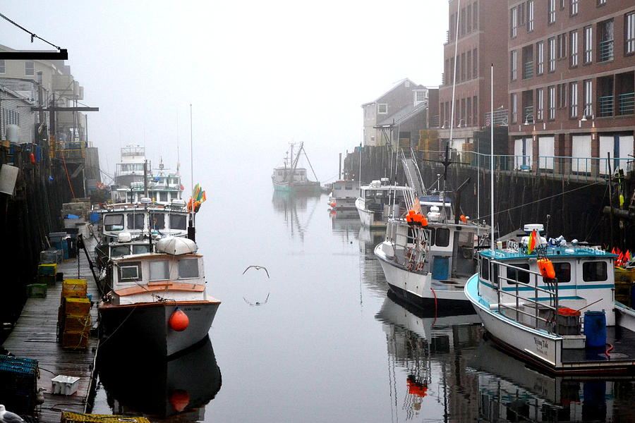 Foggy Wharf Photograph by Colleen Phaedra