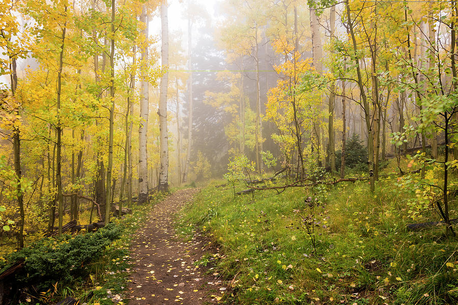 Foggy Winsor Trail Aspens In Autumn 2 - Santa Fe National Forest New Mexico by Brian Harig Foggy Winsor Trail Aspens In Autumn 2 - Santa Fe National Forest New Mexico by Brian Harig