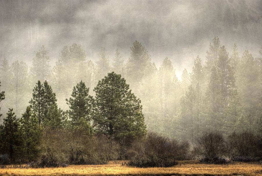 Foggy Winter Photograph by Loni Collins
