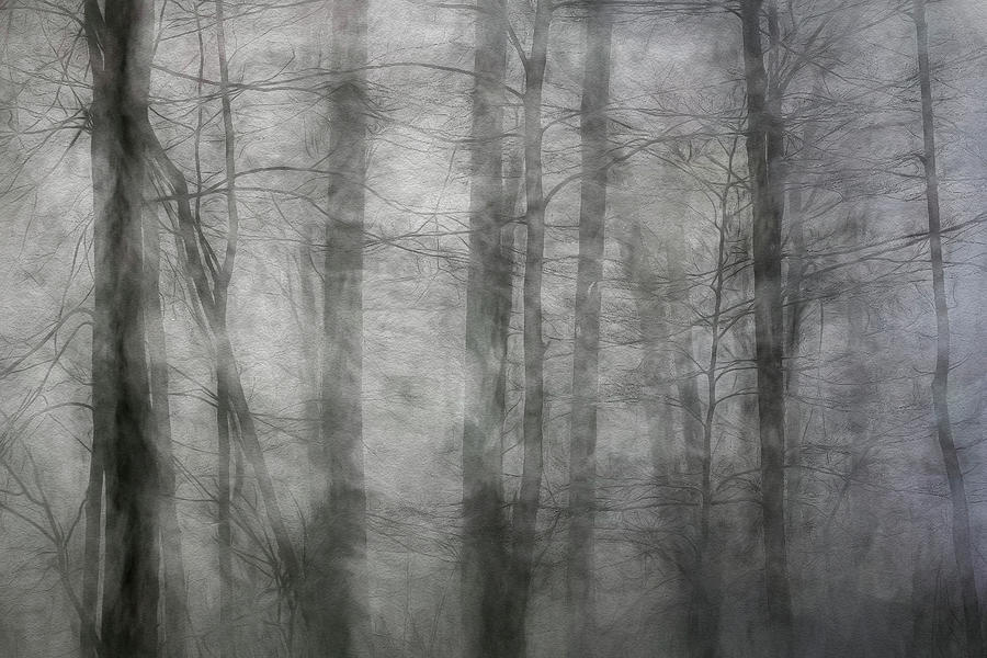 Foggy Winter Woods Photograph