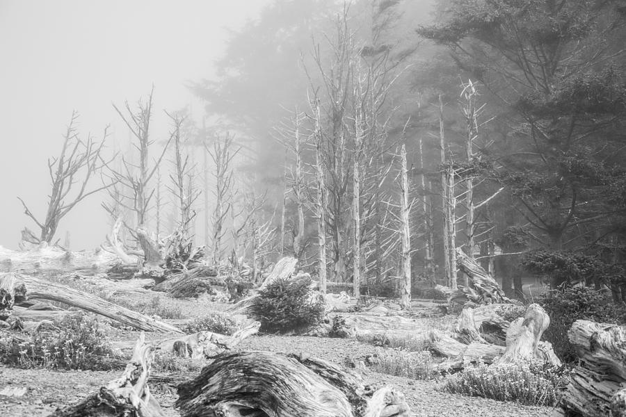 Foggy Wood Photograph by Ralf Kaiser