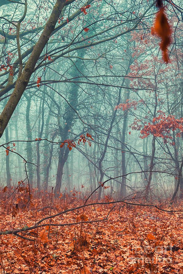 Winter Photograph - Foggy woodland by Giordano Aita