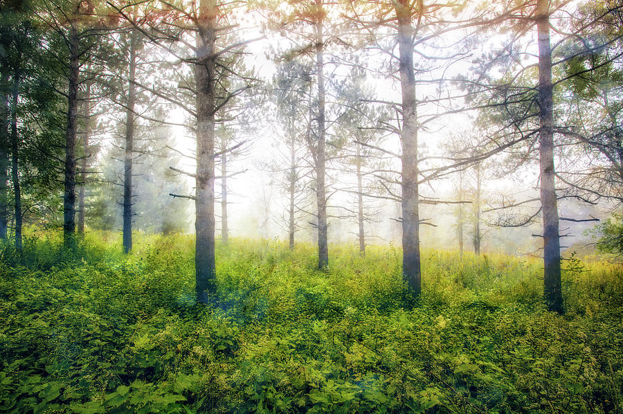 Foggy Woods - Wisconsin  Photograph by Jennifer Rondinelli Reilly - Fine Art Photography