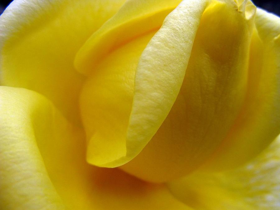 Folds of a Rose Photograph by Rhonda Barrett