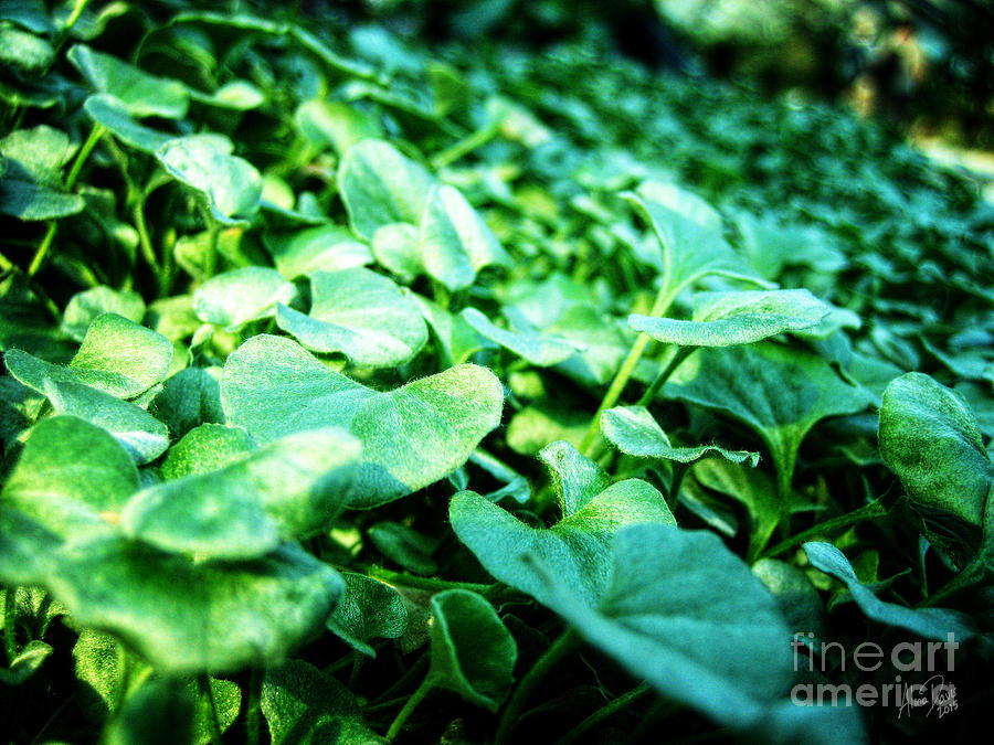 Garden Photograph - Foliage by Alina Nash