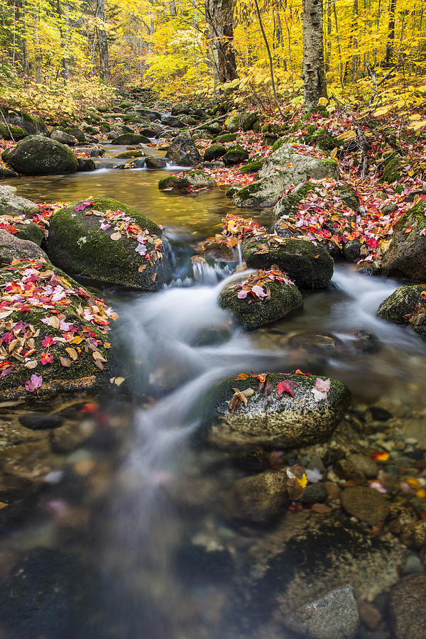 Foliage Brook Photograph by White Mountain Images