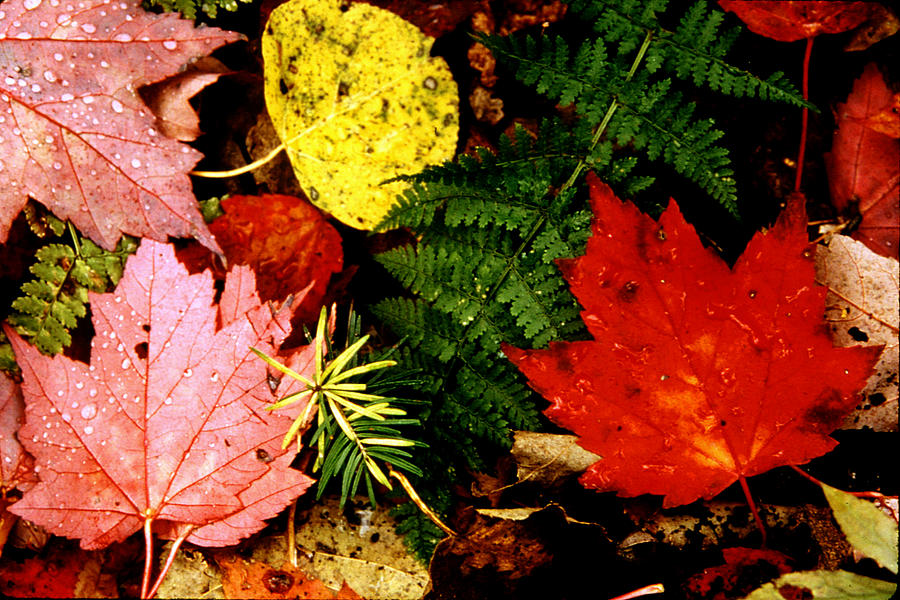 Foliage Photograph - Foliage Closeup by Roger Soule Foliage Photograph - Foliage Closeup by Roger Soule