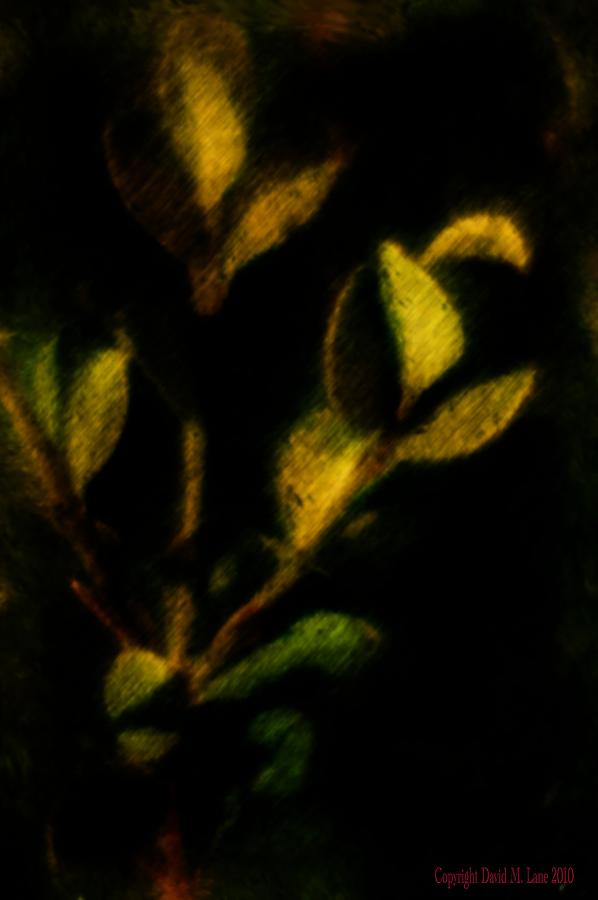 Foliage  Digital Art by David Lane