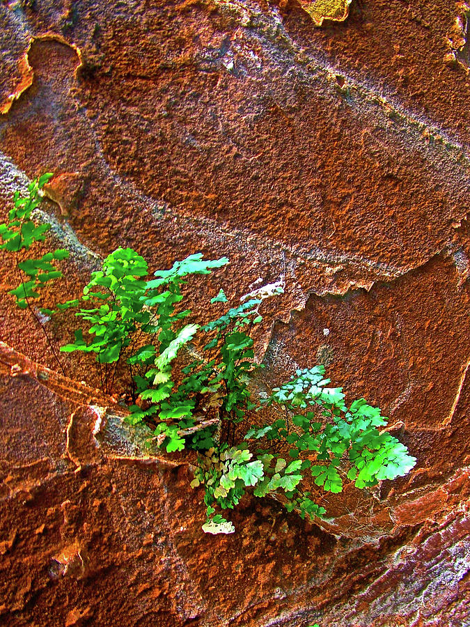 Foliage from Ceiling in Alcove at End of Hanging gardens trail in Glen Canyon NRA-Arizona Photograph by Ruth Hager