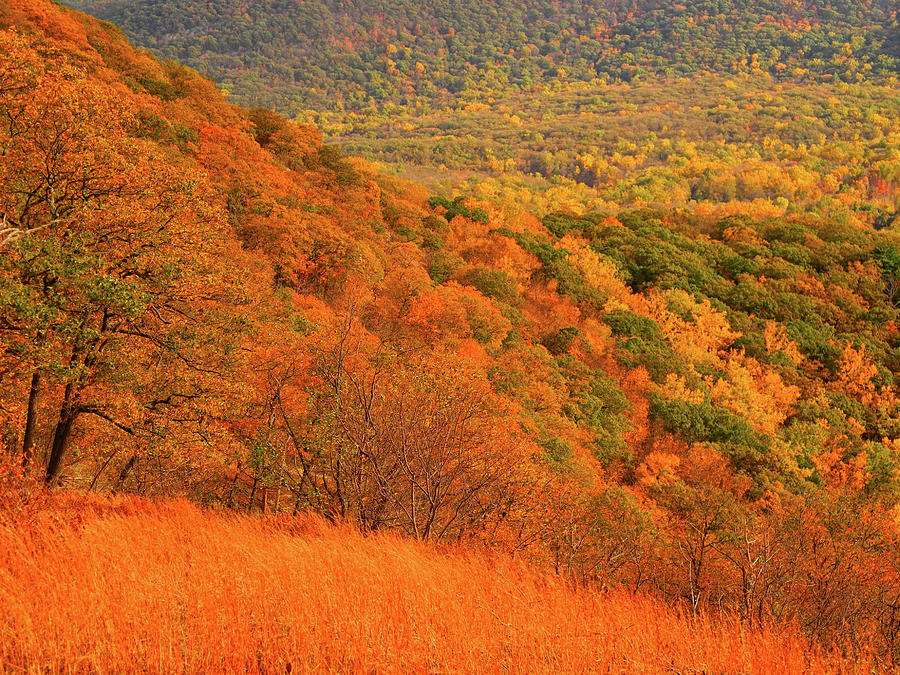 Foliage Hills  Photograph by Raymond Salani III