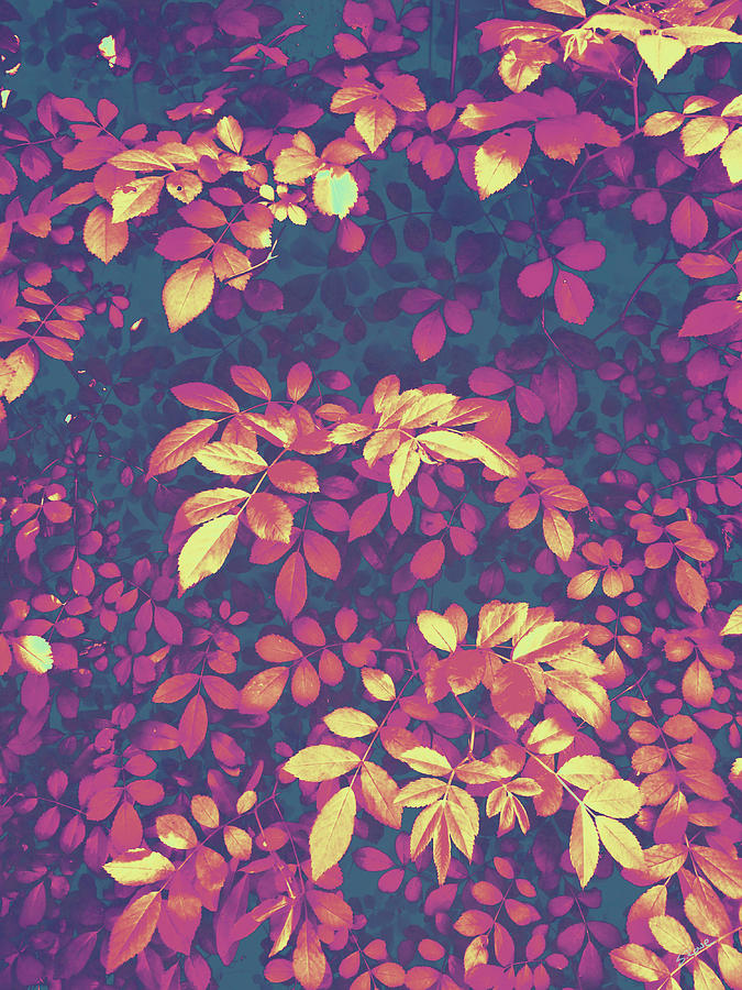Foliage Hues - Dark Blue Gold and Purple Digital Art by Shawna Rowe
