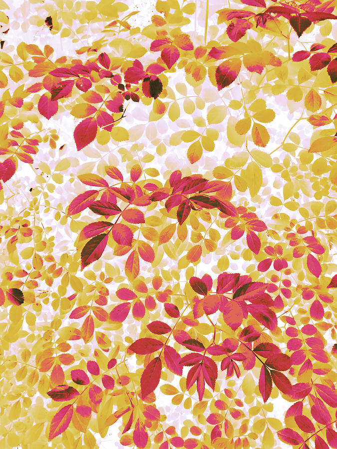 Foliage Hues - Orange and Pink and White Digital Art by Shawna Rowe