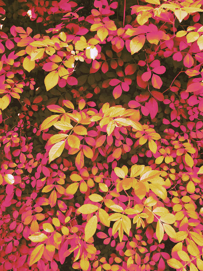 Foliage Hues - Orange and Pink Digital Art by Shawna Rowe