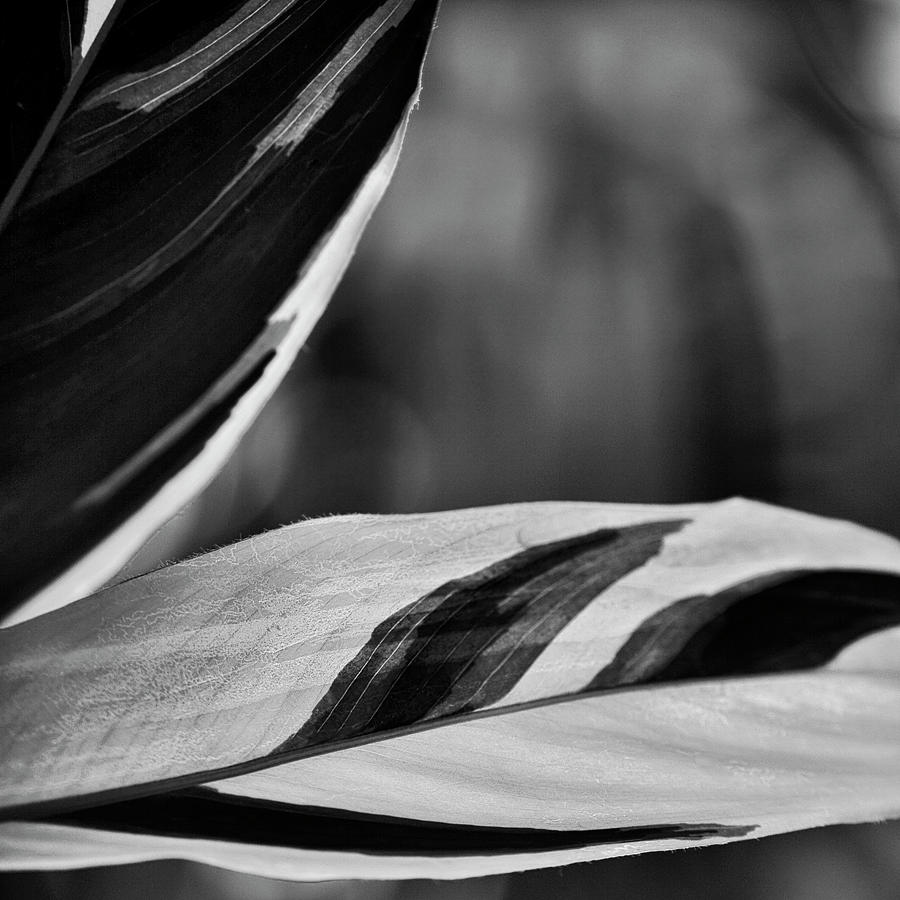 Foliage in Black and White Photograph by Cheryl Day