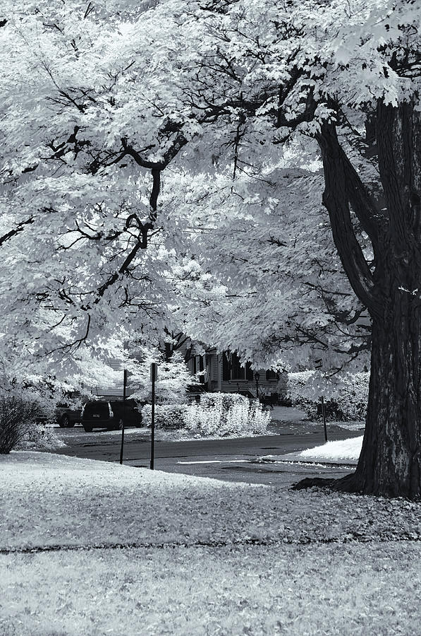 Foliage in Black and White Photograph by Tom Singleton