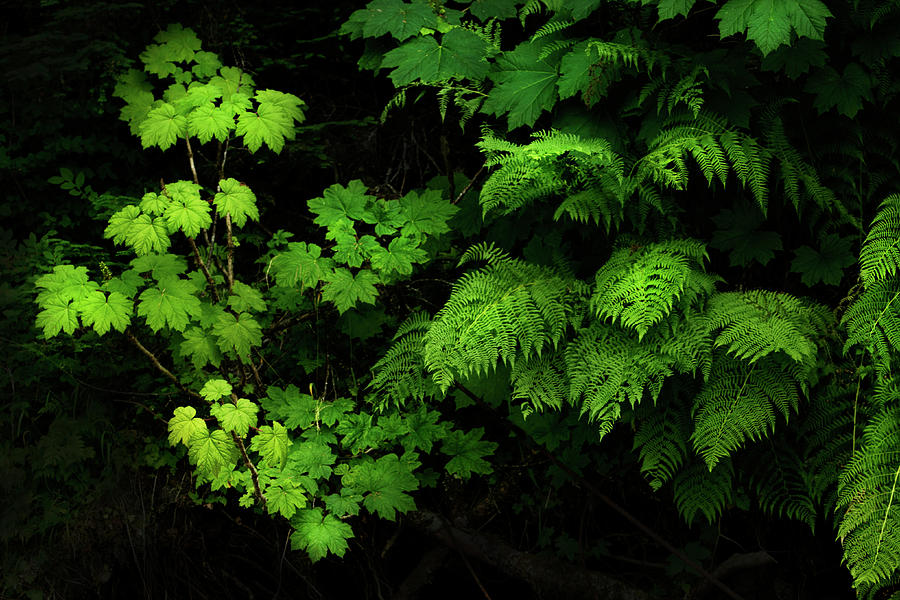 Foliage in the Forest Photograph by David Lunde
