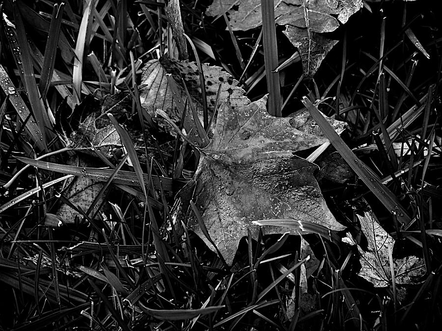 Monochrome Photograph - Foliage in the Grass by Frank J Casella