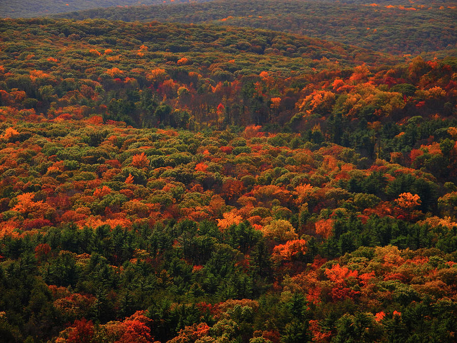 Foliage in the Hills Photograph by Raymond Salani III
