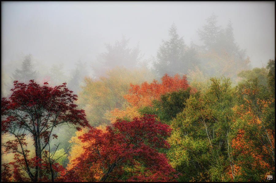 Foliage in the Mist Photograph by John Meader